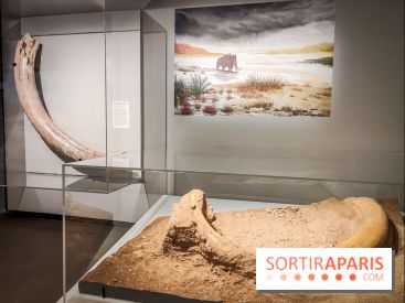 Dans la Seine : une expo de la Crypte archéologique dévoile les objets retrouvés dans la Seine