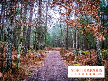 Le sentier de l'érosion à Fontainebleau - balade en forêt -  A7C4633