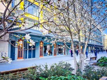 Visuel Paris 4e - Samaritaine arbres fleuris printemps