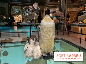 Grande Galerie de l'évolution- visuels 2024 - image00095