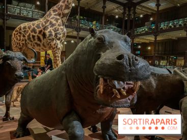 Grande Galerie de l'évolution- visuels 2024 - image00042