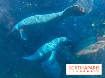 Zoo de Vincennes, Parc zoologique 2024 - lamantin