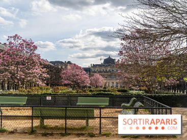 Les magnolias du Jardin du Palais Royal