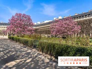 Les magnolias du Jardin du Palais Royal  - printemps - visuel Paris