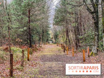 Arbor&Sens, l'Arboretum de Franchard en forêt de Fontainebleau - les photos