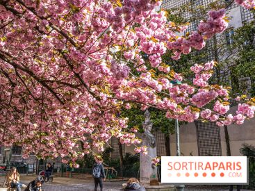 Square Gabriel Pierné à Paris - cerisiers en fleurs -  A7C0349
