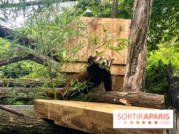 Ménagerie du Jardin des Plantes 2024 - panda