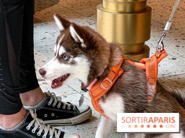 Le Doggy Brunch : le brunch gourmand entre chiens et maîtres à l'hôtel Kimpton Saint Honoré Paris