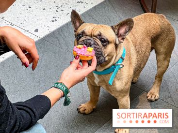 Le Doggy Brunch : le brunch gourmand entre chiens et maîtres à l'hôtel Kimpton Saint Honoré Paris - image00065