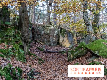 Randonnée à Fontainebleau : le sentier sur les pas de Denecourt jusqu’à la Tour Denecourt -  A7C7562