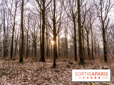 Balade sentier : Conte de Mélida, l'esprit de la forêt en forêt de Méridon (78) - A7C02334