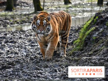 Lumigny Safari Reserve - nos photos - image00030