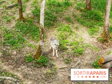 La Forêt des Loups