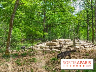 La Forêt des Loups