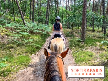 Balade en chevaux Henson en forêt de Fontainebleau