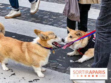 La Marche des animaux à Paris : défilé gratuit, ouvert aux chiens, chats ... sur les Champs-Élysées - IMG 5187