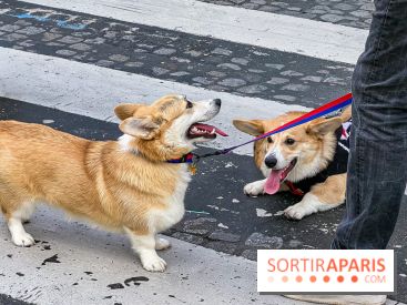 La Marche des animaux à Paris : défilé gratuit, ouvert aux chiens, chats ... sur les Champs-Élysées