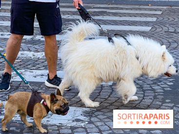 La Marche des animaux à Paris : défilé gratuit, ouvert aux chiens, chats ... sur les Champs-Élysées