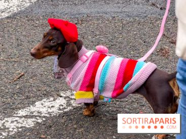 Paris Sausage Walk, la Marche des Teckels 2025