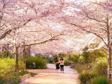 Les cerisiers en fleurs au Parc de Billancourt à Boulogne-Billancourt, Hanami aux portes de Paris