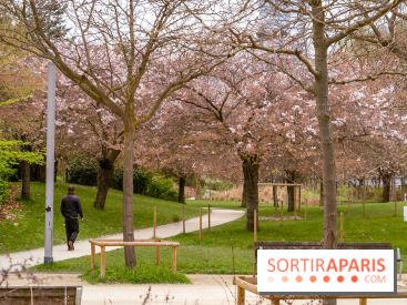 Les cerisiers du parc Martin Luther King - Clichy - Batignoles