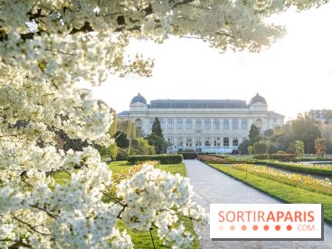 Les floraisons exceptionnelles du Jardin des Plantes 2026 : tulipes, coquelicots et cerisiers - photos