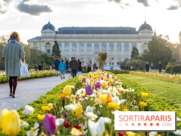 Les floraisons exceptionnelles du Jardin des Plantes 2026 : tulipes, coquelicots et cerisiers - photos - A7C00630