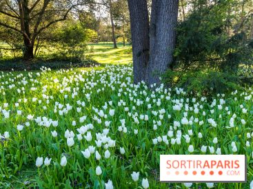 Le Parc de Bagatelle au printemps, cerisier, tulipes et jonquilles - photos