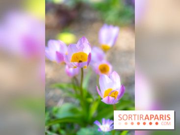Le Parc de Bagatelle au printemps, cerisier, tulipes et jonquilles - photos