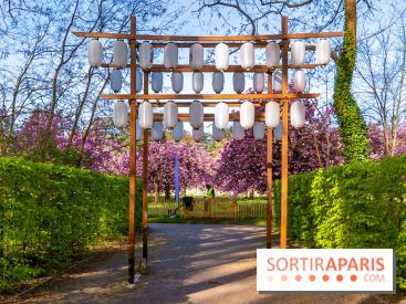 Hanami au Parc de Sceaux 2026, les cerisiers en fleurs et ses  animations