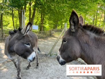 Avon'Ânes, les balades avec des ânes, à Avon - nos photos - IMG 7769