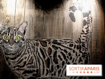 Chacun cherche son chat, nos photos de l'expo à Fluctuart - Expo Chat 11