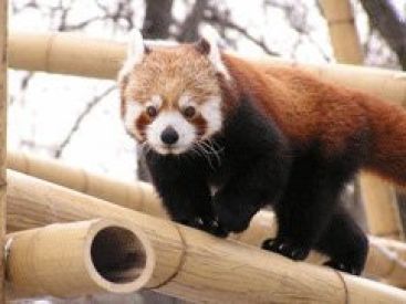 ménagerie, jardin des plantes