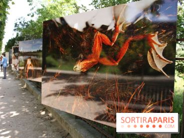 Exposition Planète Grenouille par Cyril Ruoso au Jardin des Plantes