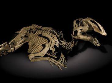 Momie dinosaure Prosaurolophus maximus (Barnum Brown, 1916). Fin du crétacé, Montana, U.S.A, Amérique du Nord. 