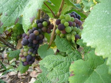 Maison Rostang lance ses dîners de vignerons