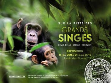  Grands Singes dans la Grande Galerie de l'Evolution