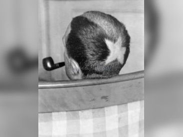 Cheveux Cheris Musée Quai Branly | Tonsure de Marcel Duchamp, 1919  photo Man Ray  collection particulière