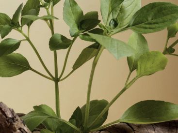 AdaptiveLab : Découvrez cette solution santé innovante à la pharmacie de Clichy, Paris