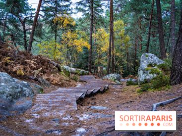 Journée internationale des forêts 2024 : des visites guidées gratuites en forêt de Fontainebleau