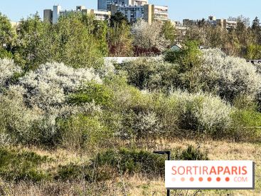 Allergies aux pollens en Ile-de-France : nouveau bulletin, causes et recommandations 