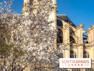 Paris : le printemps prend de l'avance : 6 spots d'arbres en fleurs à découvrir en ce moment