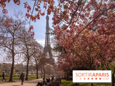 Les cerisiers du Trocadéro fleurissent avec de l'avance