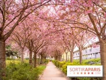 La Mail de Bièvre et ses cerisiers en fleurs, le spot Hanami caché à Paris