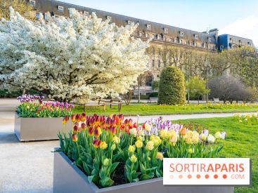 Cerisier du Japon Shirotae du Jardin des Plantes : l'arbre remarquable au blanc éclatant en fleurs