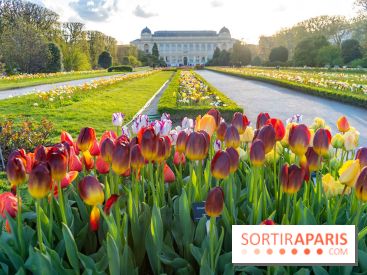 Tulipes et coquelicots, des floraisons exceptionnelles pour les 400 ans du Jardin des plantes 