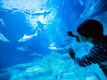 L’Aquarium de Paris lance son Pass 4 personnes pour l’été