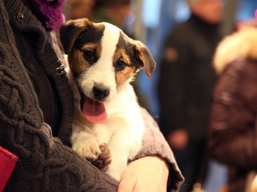 Animal Expo 2016 au Parc Floral de Paris