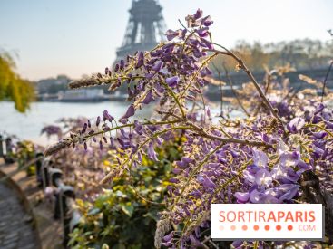 Où voir des glycines en fleurs à Paris