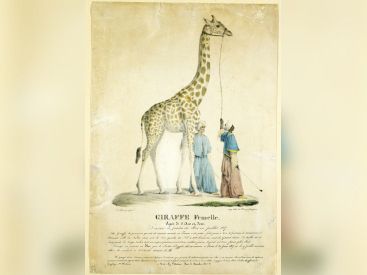 zarafa au jardin des plantes, muséum, MNHN